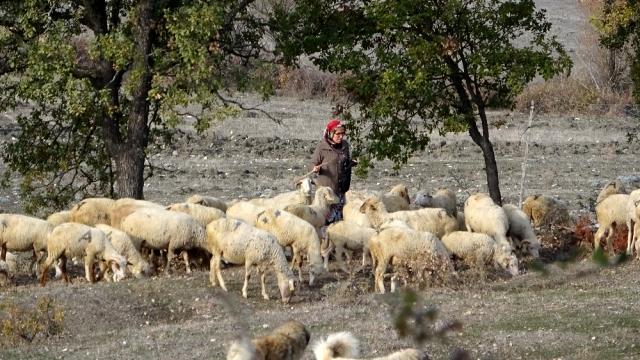 Bursa’da tek başına yüzlerce koyuna çobanlık yapıyor